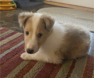 Collie Puppy for sale in HAGERSTOWN, MD, USA