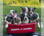 Puppy Puppy 8 Boston Terrier