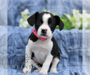 Boston Terrier-Cock-A-Poo Mix Puppy for sale in PORT ROYAL, PA, USA
