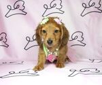 Small Photo #18 Dachshund Puppy For Sale in LAS VEGAS, NV, USA