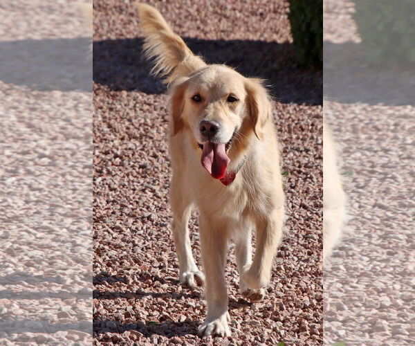 Medium Photo #1 Golden Retriever Puppy For Sale in Glendale , AZ, USA