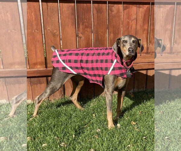 Medium Photo #2 Doberman Pinscher Puppy For Sale in Minneaoplis, MN, USA