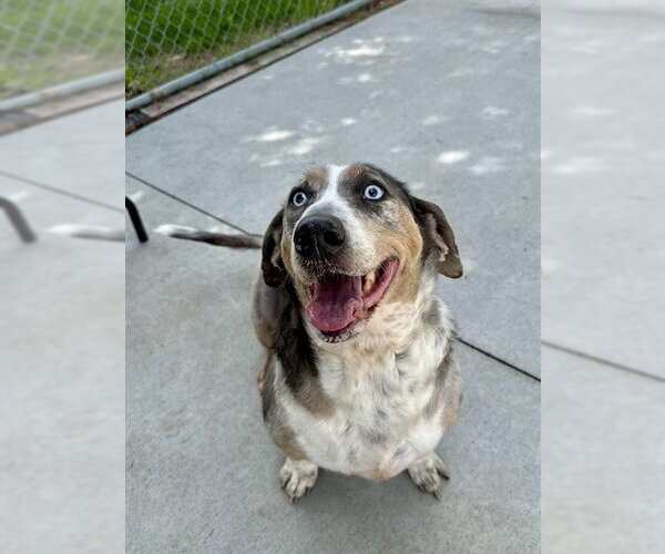 Medium Photo #2 Basset Hound-Unknown Mix Puppy For Sale in Olathe, KS, USA