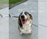 Small #1 Basset Hound Mix