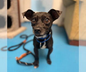 Chihuahua-Unknown Mix Dogs for adoption in Muskegon, MI, USA