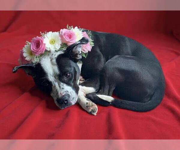 Medium Photo #1 Mutt Puppy For Sale in Rockville, MD, USA