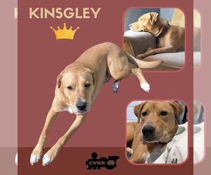 Labrador Retriever-Unknown Mix Dogs for adoption in Lindsay, CA, USA