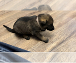 Small Photo #10 German Shepherd Dog Puppy For Sale in VICTORIA, TX, USA