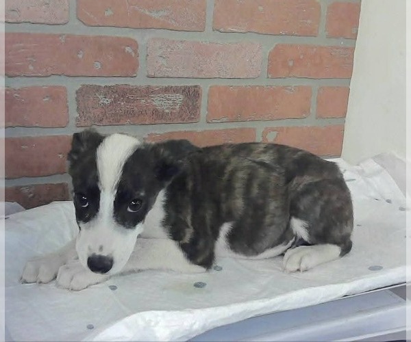 Medium Photo #2 German Shepherd Dog-Unknown Mix Puppy For Sale in Lakewood, CO, USA