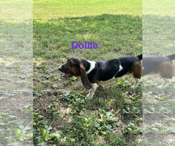 Medium Photo #5 Basset Hound Puppy For Sale in Ball Ground, GA, USA