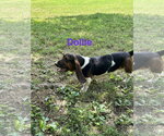 Small #4 Basset Hound