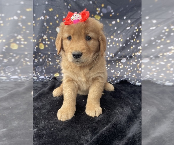 Medium Photo #1 Golden Retriever Puppy For Sale in LANCASTER, PA, USA