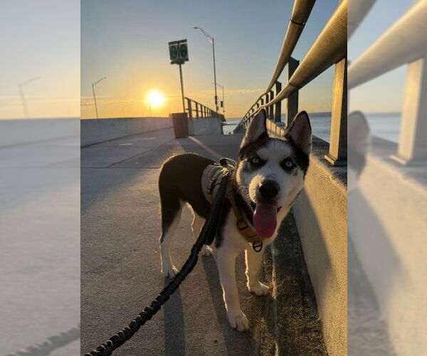 Medium Photo #2 Siberian Husky Puppy For Sale in Miami, FL, USA