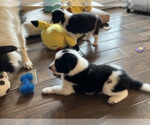 Border Collie Puppy for sale in GLENPOOL, OK, USA
