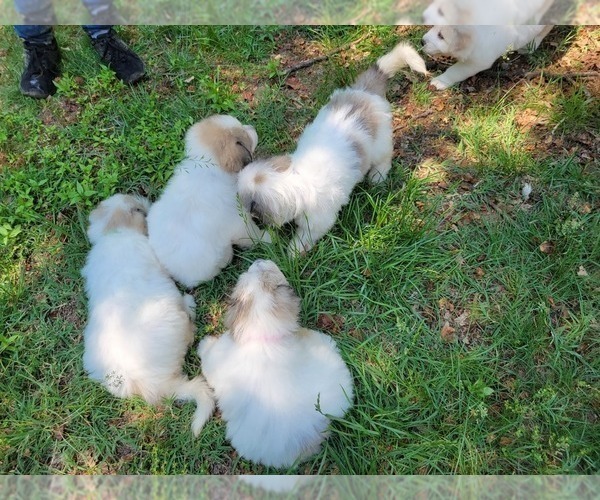 Medium Photo #5 Great Pyrenees Puppy For Sale in DENTSVILLE, MD, USA