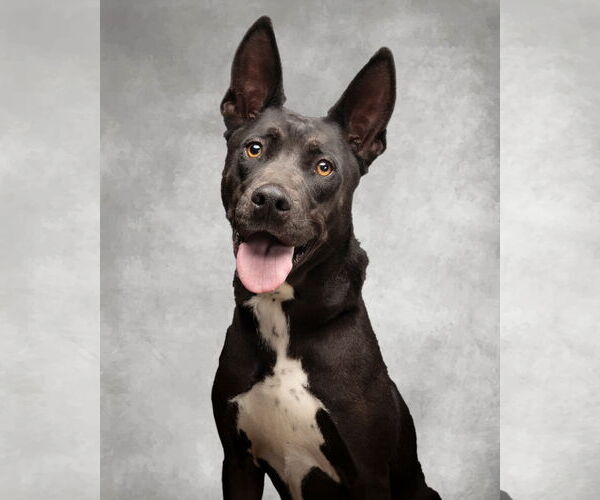 Medium Photo #3 American Pit Bull Terrier-American Staffordshire Terrier Mix Puppy For Sale in Corona, CA, USA