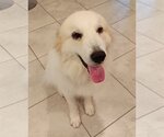 Small Photo #16 Great Pyrenees Puppy For Sale in Spring, TX, USA