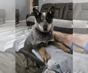 Mutt Dogs for adoption in Columbus, IN, USA