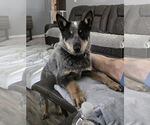 Small Mutt