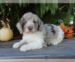 Small #2 Labradoodle