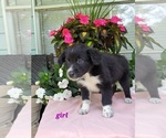 Puppy 2 Australian Shepherd