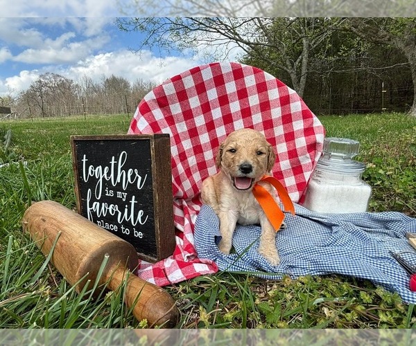 Medium Photo #7 Goldendoodle Puppy For Sale in LEBANON, TN, USA