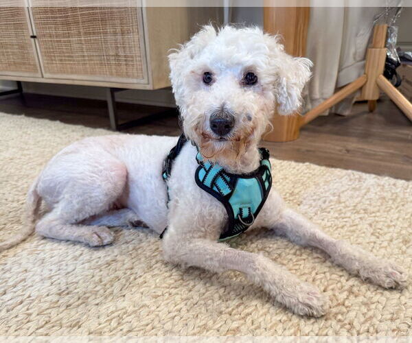 Medium Photo #9 Mutt Puppy For Sale in Corona, CA, USA