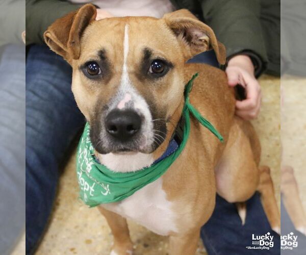 Medium Photo #2 Labrador Retriever-Unknown Mix Puppy For Sale in Washington, DC, USA