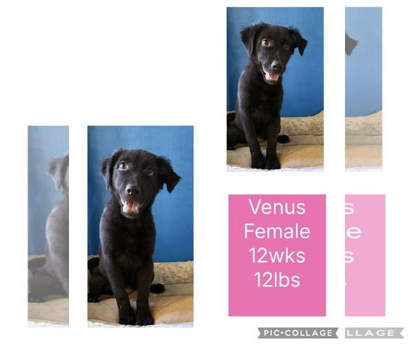 Medium Photo #3 Chihuahua-Labrador Retriever Mix Puppy For Sale in Virginia Beach, VA, USA