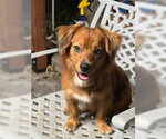 Small Photo #3 Dachshund-Unknown Mix Puppy For Sale in Los Angeles, CA, USA