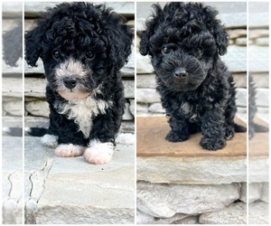 Poodle (Miniature) Puppy for Sale in BRYANT, Alabama USA