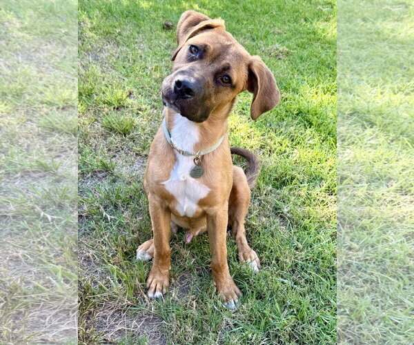 Medium Photo #6 Mutt Puppy For Sale in Hesperia, CA, USA