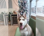 Puppy Blue German Shepherd Dog-Siberian Husky Mix