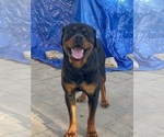 Small Photo #8 Rottweiler Puppy For Sale in FREEPORT, NY, USA