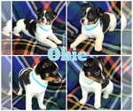 Small Photo #1 Rat Terrier Puppy For Sale in BOWLING GREEN, KY, USA