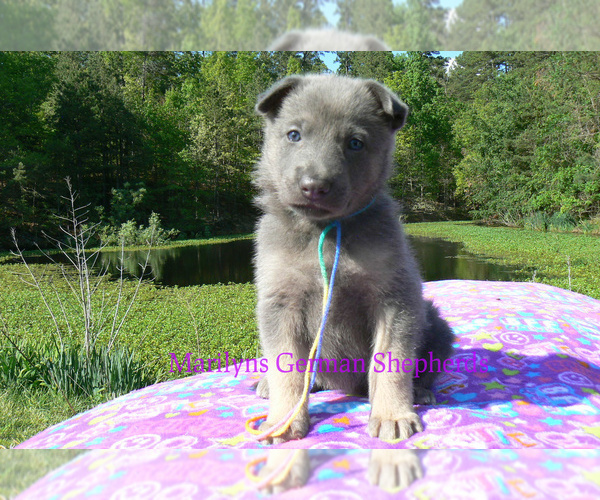 Medium Photo #6 German Shepherd Dog Puppy For Sale in PIEDMONT, MO, USA