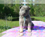 Small #5 German Shepherd Dog