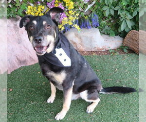 German Shepherd Dog-Unknown Mix Dogs for adoption in Oklahoma City, OK, USA