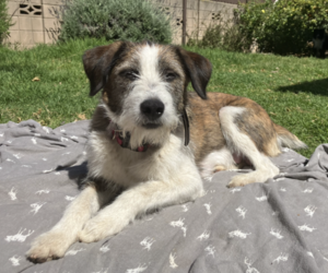 Mother of the Border-Aussie puppies born on 04/20/2025