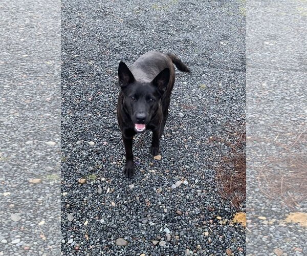 Medium Photo #6 German Shepherd Dog-Unknown Mix Puppy For Sale in Seattle, WA, USA