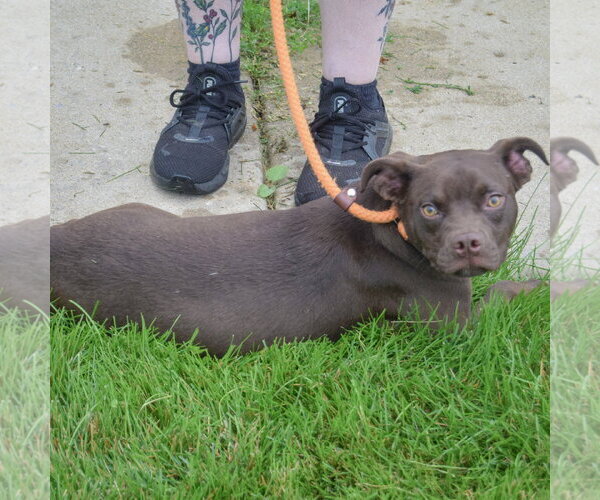 Medium Photo #4 Boglen Terrier Puppy For Sale in Huntley, IL, USA
