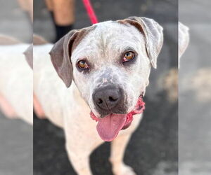 Charlotte - Adopt Me! - Female Bulloxer Dog for Adoption - Photo #5
