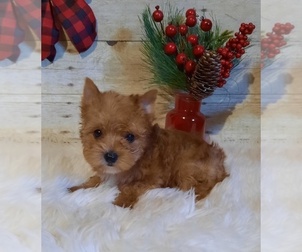 Medium Photo #1 Yorkshire Terrier Puppy For Sale in BRKN BOW, OK, USA