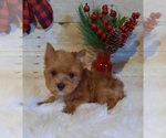 Small Photo #1 Yorkshire Terrier Puppy For Sale in BRKN BOW, OK, USA