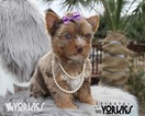 Small #3 Yorkshire Terrier