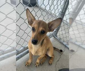 Chihuahua Dogs for adoption in Bakersfield, CA, USA