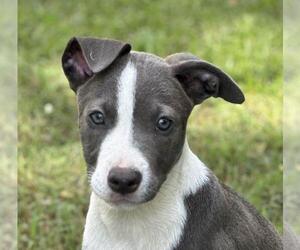 Labrador Retriever-Unknown Mix Dogs for adoption in Yardley, PA, USA