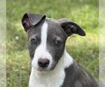 Small Labrador Retriever Mix