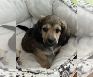 Dachshund Puppy for sale in LANEXA, VA, USA