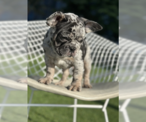 French Bulldog Puppy for sale in DALLAS, TX, USA